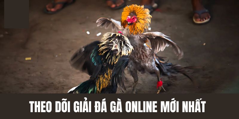 Theo dõi giải đấu đá gà online mới nhất